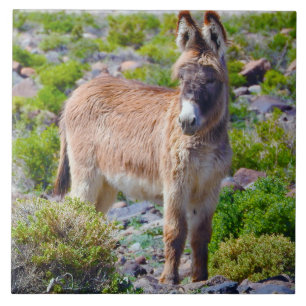 野性生物のタイル、陶磁器の、野生のburros、ろば タイル