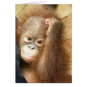 野性生物のベビーのオランウータン(版2)