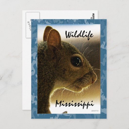 野性生物のミシシッピーの灰色のリスの郵便はがき ポストカード (正面/裏面)