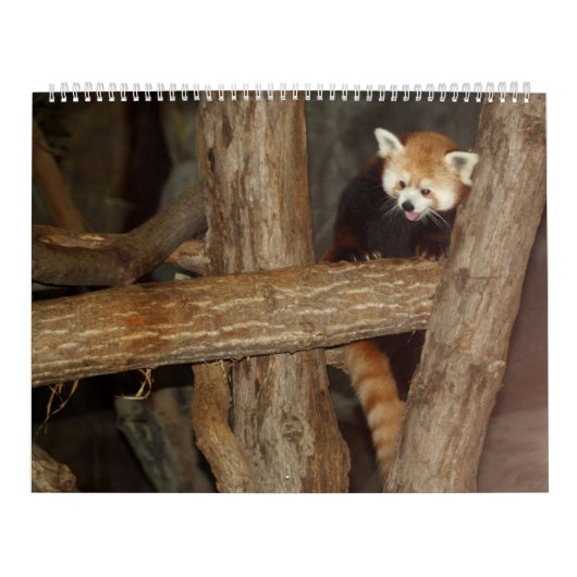 野性生物の写真のカレンダー カレンダー (カバー)