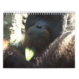 野性生物の写真撮影2011年 カレンダー