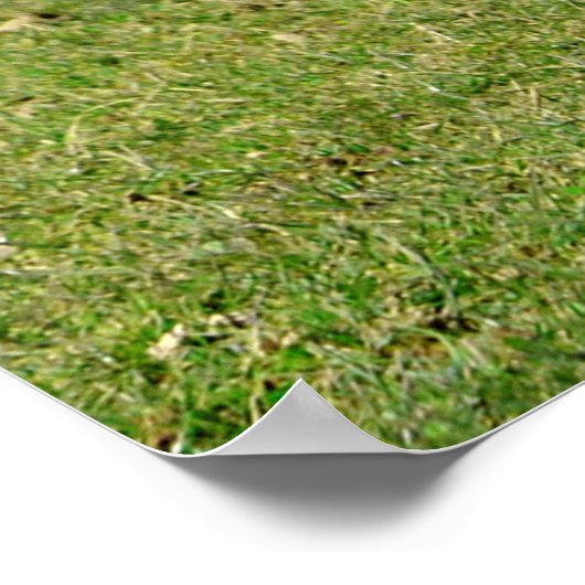 野牛 ポスター (角)