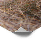 野犬ポスターとプリント ポスター (角)