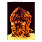 野猫の子猫 (正面)