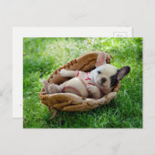 野球のミットを描いたかわいい子犬 ポストカード (正面/裏面)