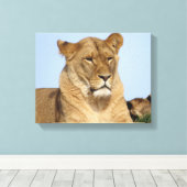 野生で休む美しいライオン キャンバスプリント (インサイチュ (ウッドフロア))