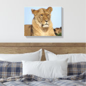 野生で休む美しいライオン キャンバスプリント (インサイチュ (寝室))