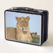 野生で休む美しいライオン メタルランチボックス (裏面)
