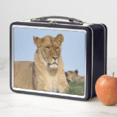 野生で休む美しいライオン メタルランチボックス (インサイチュ)