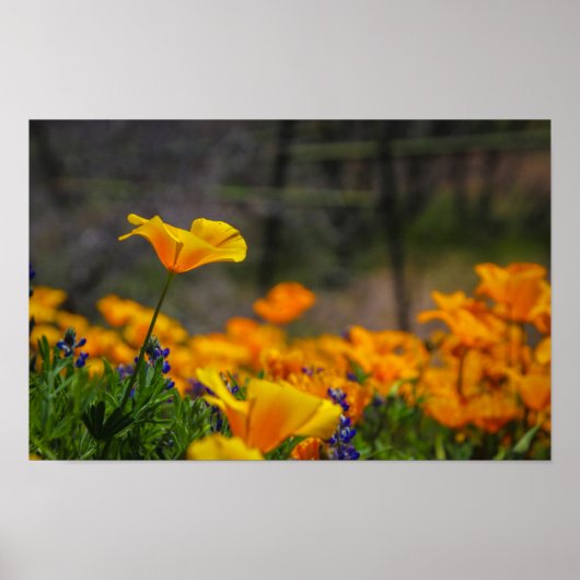 野生で自由な ポスター (正面)