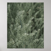 野生のかわいらし写真にセージ緑の植物の生活 ポスター (正面)
