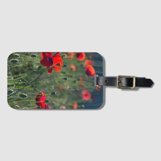 野生のかわいらし牧草地のポピーの写真 ラゲッジタグ (正面横)