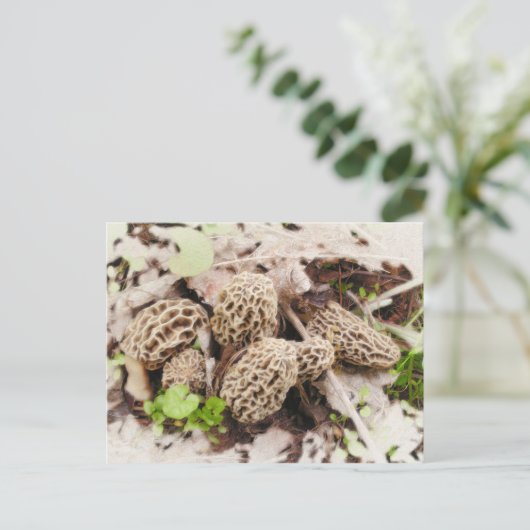 野生のきのこ、郵便はがき ポストカード (スタンド正面)