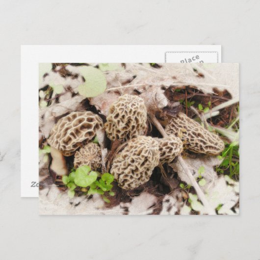 野生のきのこ、郵便はがき ポストカード (正面/裏面)