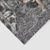 野生のきのこ(Toadstool) 薄葉紙 (詳細)