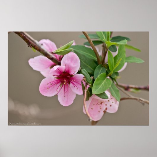 野生のさくらんぼが咲く森のポスター ポスター (正面)