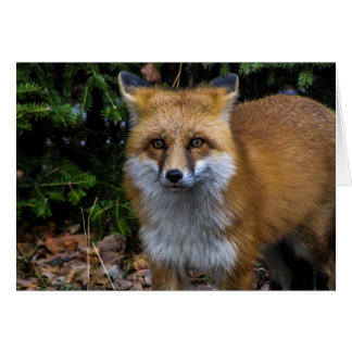 野生のアカギツネ