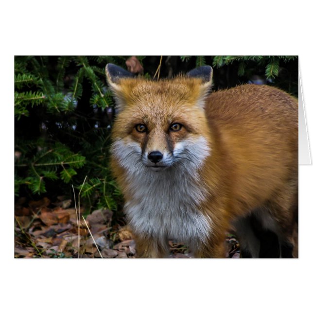 野生のアカギツネ (正面横)