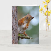 野生のアカリスのスコットランドの高地の写真のブランク カード (黄色い花)