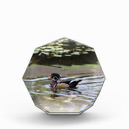 野生のアヒルのフォトブロック フォトブロック