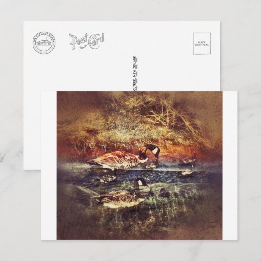 野生のアヒル ポストカード (正面/裏面)