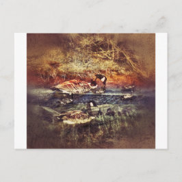 野生のアヒル ポストカード