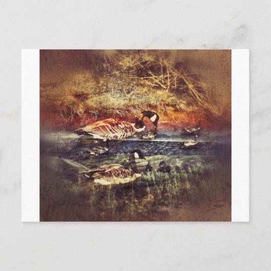 野生のアヒル ポストカード (正面)