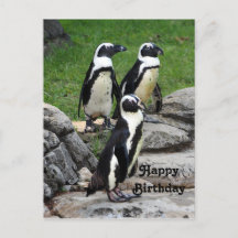 野生のアフリカペンギンの写真 誕生日