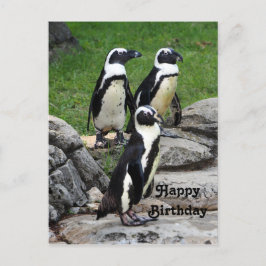 野生のアフリカペンギンの写真 誕生日 ポストカード