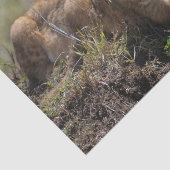 野生のアフリカライオンの仔 薄葉紙 (詳細)