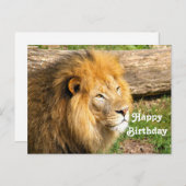 野生のアフリカライオンの写真 誕生日 ポストカード (正面/裏面)