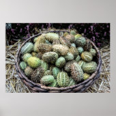 野生のアフリカ産キュウリ ポスター (正面)