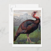 野生のアメリカの七面鳥コックからのイラストレーション' ポストカード (正面/裏面)