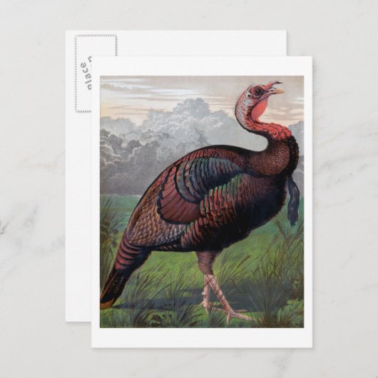 野生のアメリカの七面鳥コックからのイラストレーション' ポストカード (正面/裏面)
