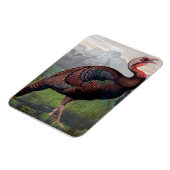 野生のアメリカの七面鳥コックからのイラストレーション' マグネット (左側)