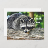 野生のアライグマのログ哺乳動物写真ありがとう ポストカード (正面/裏面)