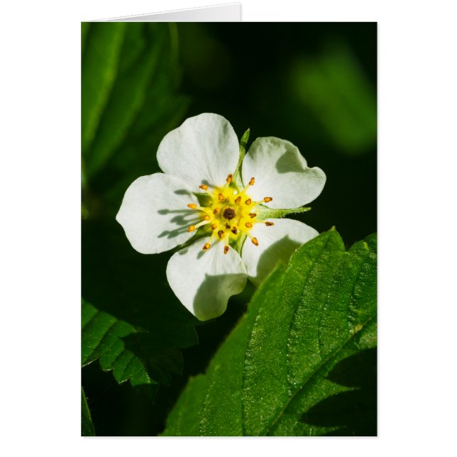 野生のイチゴの花 (正面)