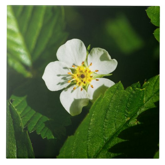 野生のイチゴの花 タイル (正面)