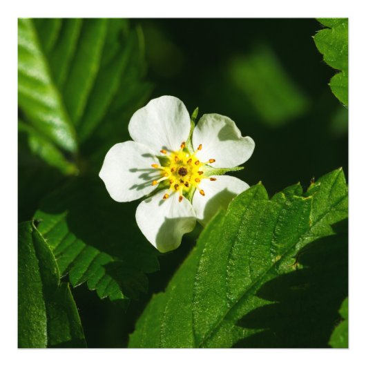野生のイチゴの花 フォトプリント            (正面)
