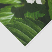 野生のイチゴの花 薄葉紙 (詳細)