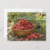 野生のイチゴ ポストカード (正面/裏面)