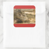 野生のイノシシのクローズアップ正方形のシール光沢 スクエアシール (バッグ)