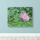 野生のウサギのバニー写真 キャンバスプリント (インサイチュ (ウッドフロア))