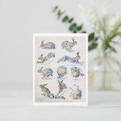 野生のウサギ(ウサギ)勉強,ブルーノリレジェフォス ポストカード (スタンド正面)