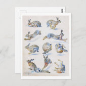 野生のウサギ(ウサギ)勉強,ブルーノリレジェフォス ポストカード (正面/裏面)