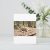 野生のオオカミ　平和　愛　ワイルド　カントリー　自然 ポストカード (スタンド正面)