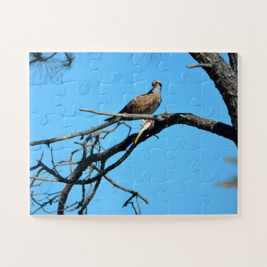 野生のオスプレイ ジグソーパズル (横)