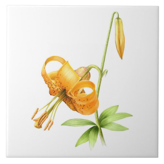 野生のオレンジティガーリリーの花の植物画 タイル (正面)