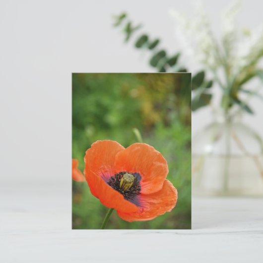 野生のオレンジ色のポピーの花(NZ)はがき ポストカード (スタンド正面)