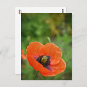 野生のオレンジ色のポピーの花(NZ)はがき ポストカード (正面/裏面)